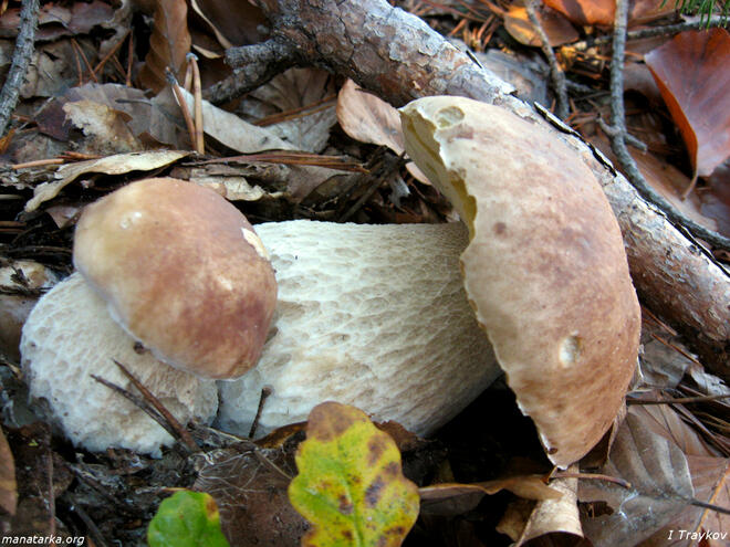 Горските есенни дарове: Три рецепти с гъби Горските есенни дарове: Три рецепти с гъби