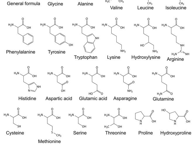 Защо аминокиселините са толкова важни за нас?