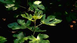 6 овощни дървета, които дават плодове повече от 100 години