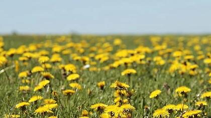 Глухарчето подпомага отслабването