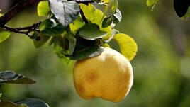 Дюлите: няколко есенни рецепти