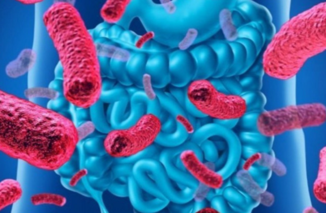 Чревните бактерии помагат при отслабването
