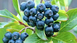 Аронията: За какво е полезна?