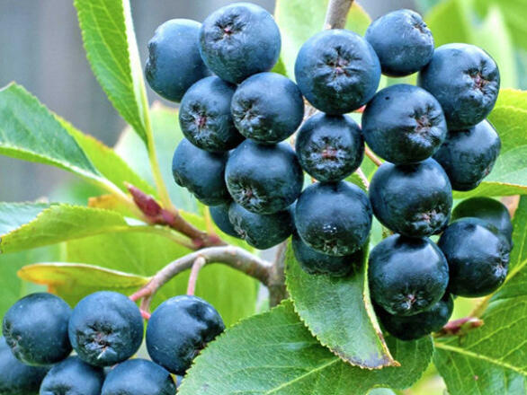 Аронията: За какво е полезна?